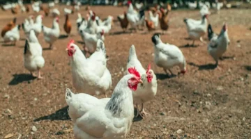 أسعار الفراخ وكرتونة البيض تتراجع في الأسواق اليوم الثلاثاء 4 نوفمبر